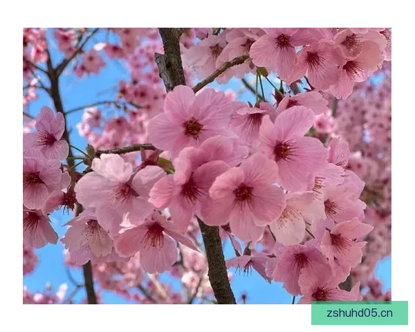 樱花季的浪漫：在“樱花视频在线观看”中邂逅春日限定的美好